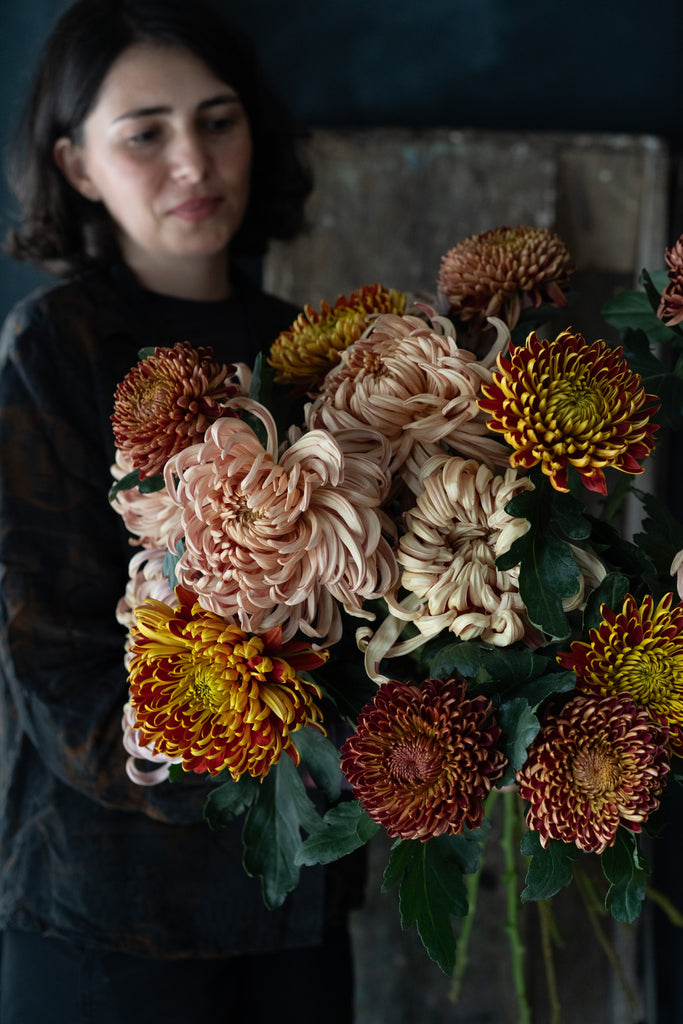 Fall Chrysanthemum | Starting from; thumbnail