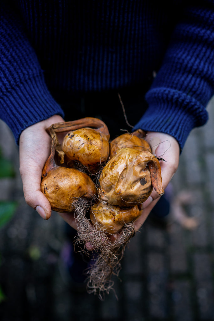 Herfstkrokusbollen (herfsttijloos) | set thumbnail