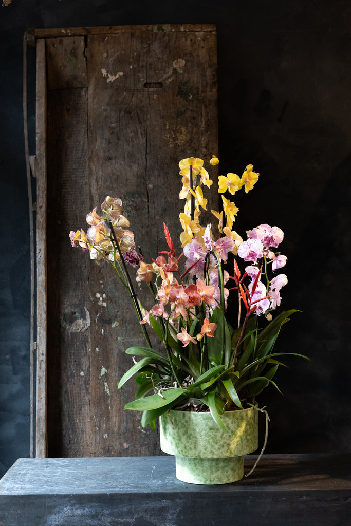 Phalaenopsis Orchid Bowl